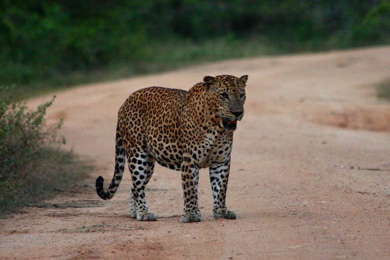 Wildlife Tours in Sri Lanka